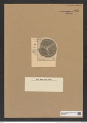 Debya insignis Pant. (de-Toni-Nr.: Genus 229, Species 5634) Zeichnungen Sammlung Grunow Nr. 9621 (NHMW-BOT-W0379544)